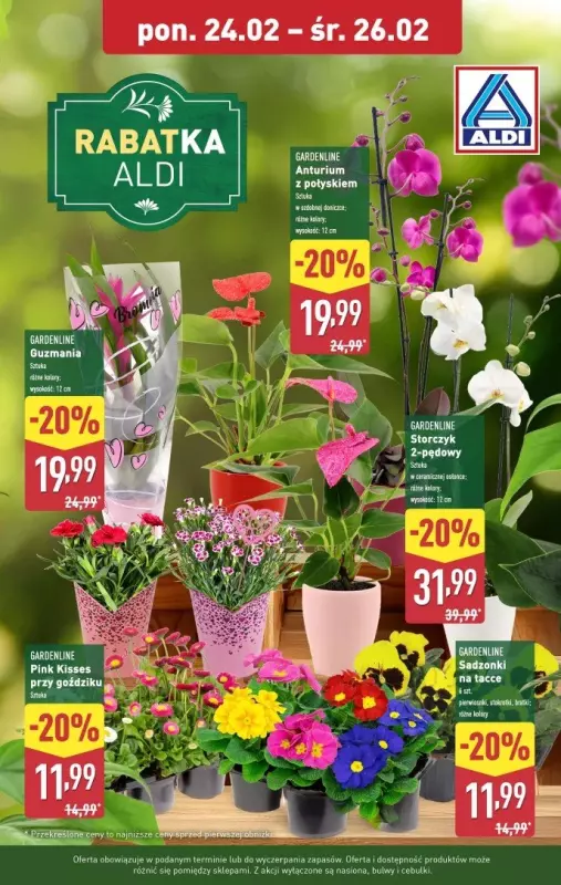 Aldi - gazetka promocyjna Kwiaty doniczkowe 20% taniej! od poniedziałku 24.02 do środy 26.02 - strona 2