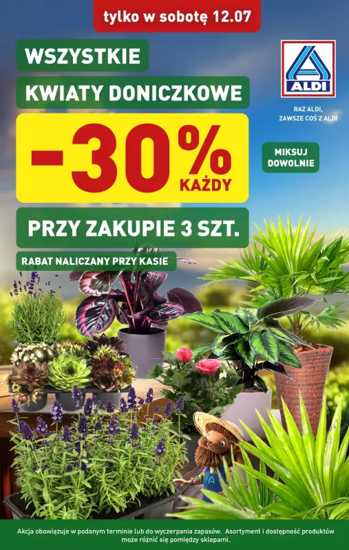 Aldi - gazetka promocyjna Kwiaty doniczkowe -30% taniej!  