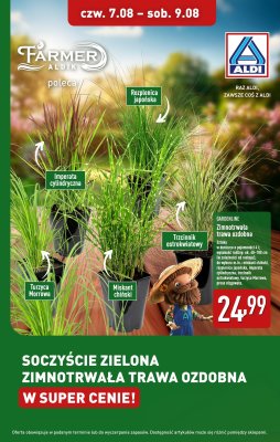 Aldi - gazetka promocyjna Trawy ozdobne w super cenie! od czwartku 07.08 do soboty 09.08
