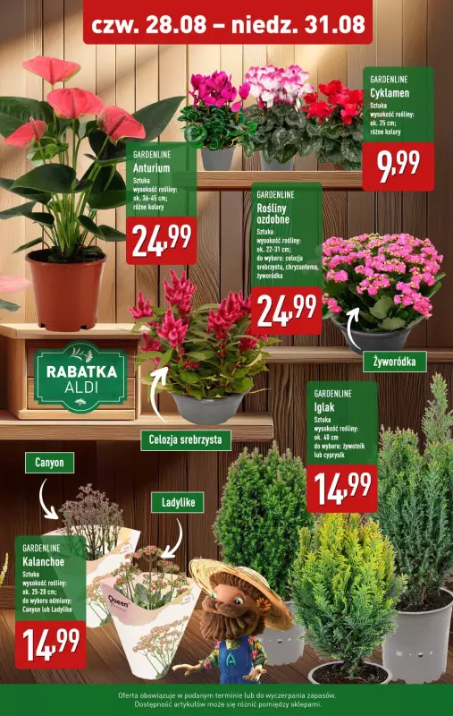 Aldi - gazetka promocyjna Rośliny w super cenach!   - strona 2