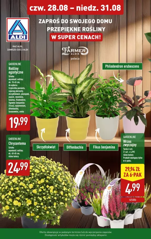 Aldi - gazetka promocyjna Rośliny w super cenach! od czwartku 28.08 do niedzieli 31.08