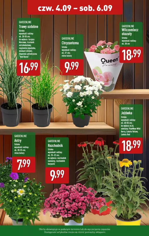 Aldi - gazetka promocyjna Rośliny w niskich cenach! od czwartku 04.09 do soboty 06.09 - strona 2