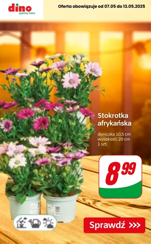 Dino - gazetka promocyjna Udekoruj swój balkon! od czwartku 08.05 do wtorku 13.05 - strona 5