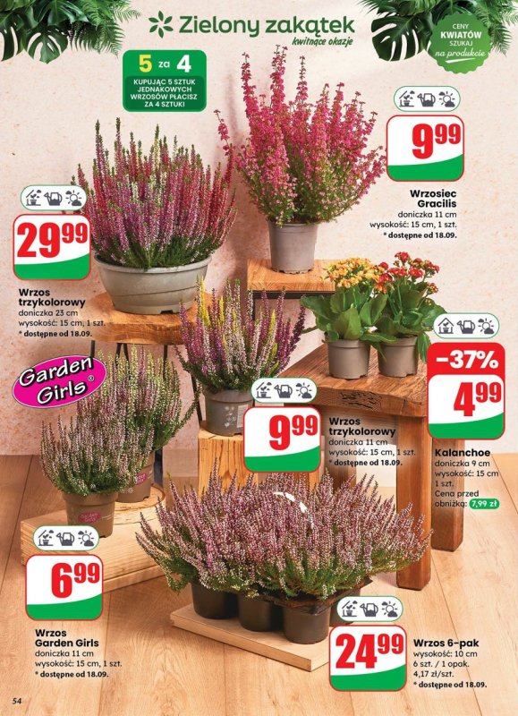 Dino - gazetka promocyjna Gazetka od środy 17.09 do wtorku 23.09 - strona 54