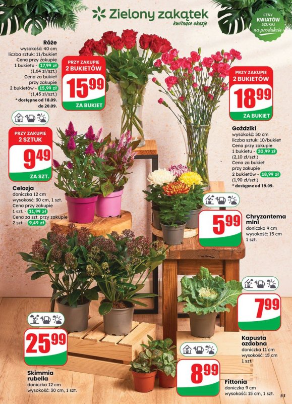 Dino - gazetka promocyjna Gazetka od środy 17.09 do wtorku 23.09 - strona 53