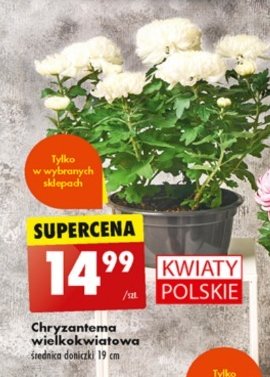 Chryzantema Wielokwiatowa Cm Cena Promocje Opinie Sklep